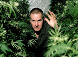 Cannabis dokumentärfilm BBC