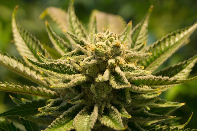 Cannabis frö blomma, cannabisfrön